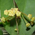 Hoya montana