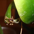 Hoya padangensis