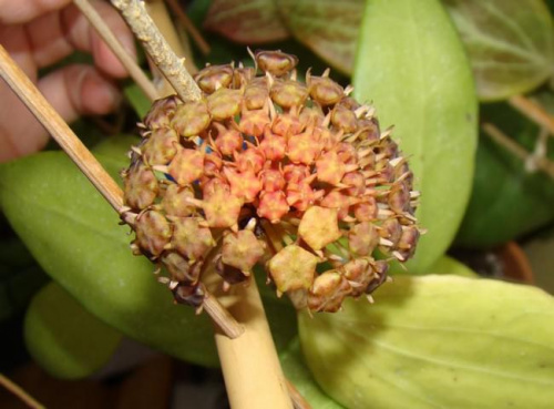 Hoya parasitica Lao B