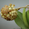 Hoya sp. KPS EPC-323