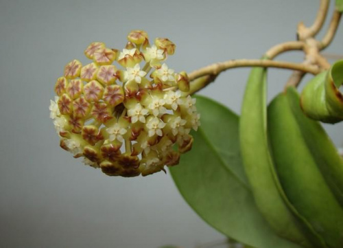 Hoya sp. KPS EPC-323