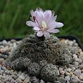 Gymnocalycium bruchii ssp. albispinum SE 1