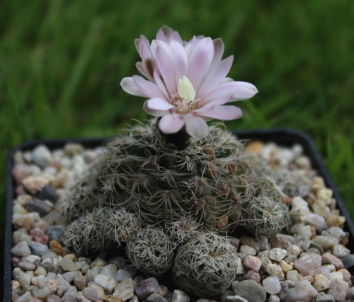 Gymnocalycium bruchii ssp. albispinum SE 1