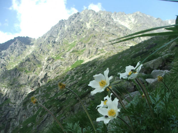 Sasanka alpejska w Dolinie Wielickiej