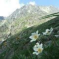 Sasanka alpejska w Dolinie Wielickiej