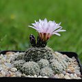 Gymnocalycium bruchii ssp. albispinum