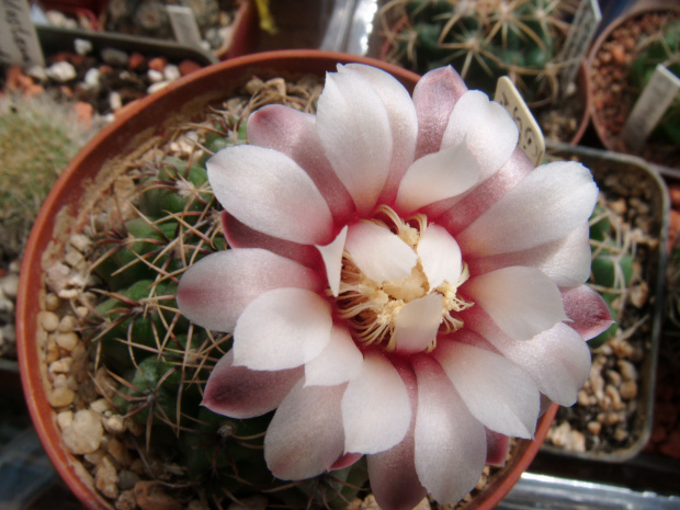 Gymnocalycium