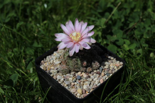 Gymnocalycium bruchii JO 162, Tanti Cordoba, Argentyna