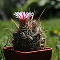 Thelocactus lausseri