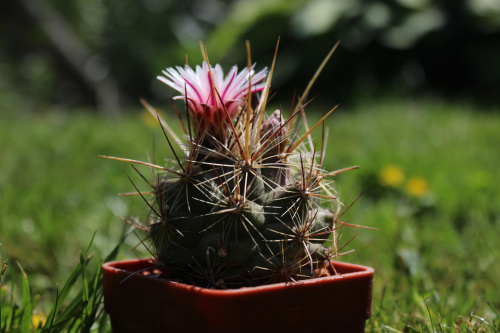 Thelocactus lausseri