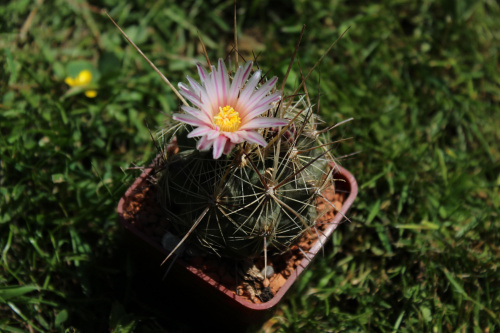 Thelocactus lausseri