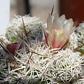 Mammillaria gracillis