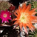 Sulcorebutia tiraquensis Monte Punco & echinopsis Bonzo