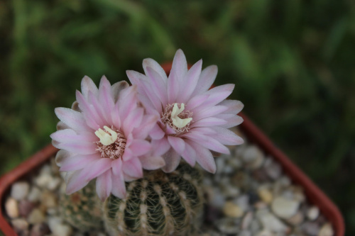 Gymnocalycium bruchii v. niveum, VS 144, La Higuerita, Cordoba, Argentina, 1300m