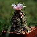 Gymnocalycium bruchii