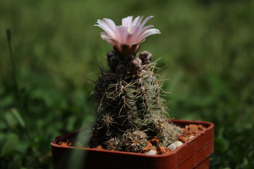 Gymnocalycium bruchii