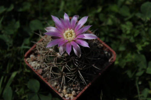 Gymnocalycium neuhuberii, GN 89-77/363, Suyuque Nuevo, San Luis, Argentina