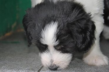 #PON #AmaCanem #szczeniaki #psy