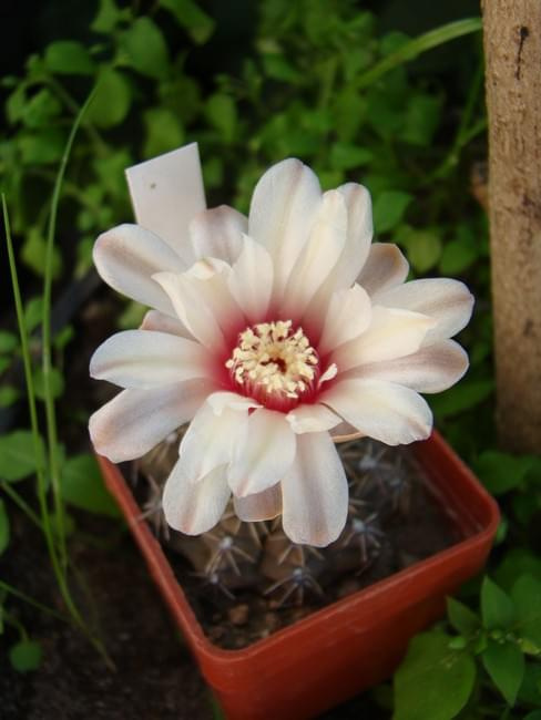 Gymnocalycium altagraciense