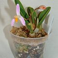 Laelia reginae