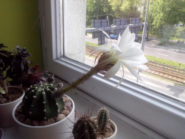 Echinopsis subdenudata flower white flower