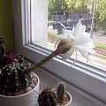 Echinopsis subdenudata flower white flower