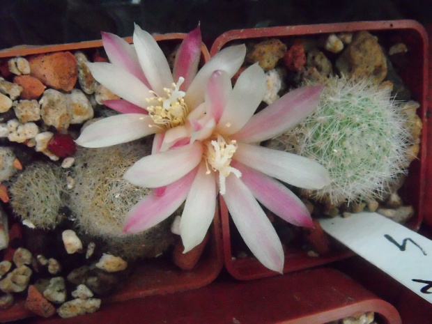 Rebutia