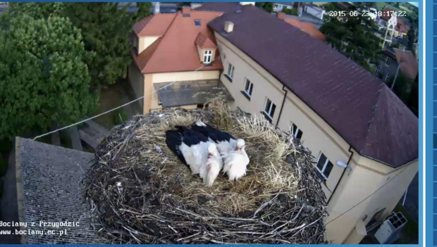 Dziedzic i Przygoda na swoim gnieździe w Przygodzicach. Leżą obok siebie jak małżonkowie :-) http://www.bociany.ec.pl/