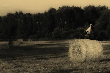 #bociany #krajobrazy #przyroda #zwierzęta