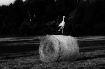 #bociany #krajobrazy #przyroda #zwierzęta