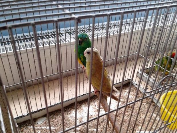 Wystawa w Starym polu 21.06.2015 #kanarki #papugi #ptaki