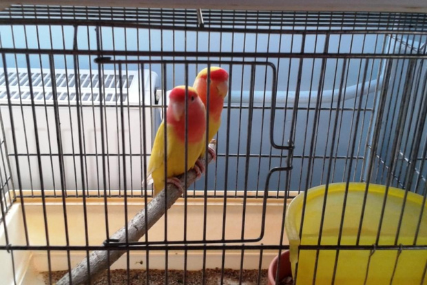 Wystawa w Starym polu 21.06.2015 #kanarki #papugi #ptaki
